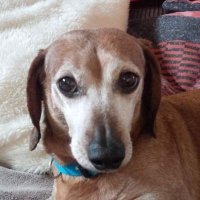 Noodles (@ayzedgd) 's Twitter Profile