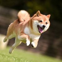 人には人の性癖 (@s1_cd1) 's Twitter Profile