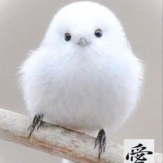 flower35548's profile picture. 知っている悪魔の方がましです。たとえ誰かを友人だとは思わないとしても、その人の良いところを尊重することはできます。あなたの利益を第一に考えていない人をあなたの人生に迎え入れるのに費やす時間は、無駄な時間です。