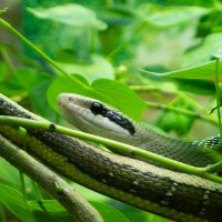 Ayer Ianno (@ayerianno) Twitter profile photo