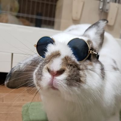 3匹のうさぎ達(こうた、ひなた、芽愛(めい))と小さなおうちに住んでいます。最愛のごんたは神様とともに。動画はYouTubeにて毎日配信。Instagram https://t.co/cXrNelONqu 🐰HP https://t.co/JeP9ybj96w