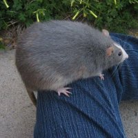 YoursTrulyMeme. The Rat King 🐀 👑 (@yourstrulymeme) 's Twitter Profile