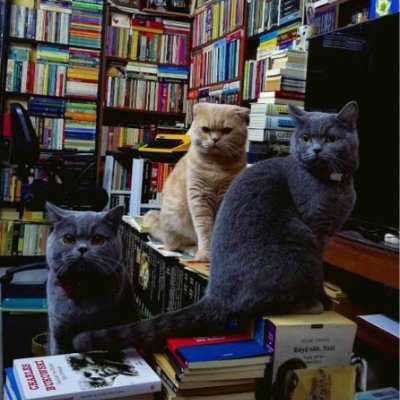 Kitap tanıtım, paylaşım, etkileşim, ilan ve sâir derken her çeşit kitap muhabbetinin adresi