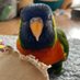 ゴシキセイガイインコのクーピー (@coopie_potato) Twitter profile photo ゴシキセイガイインコのクーピー (@coopie_potato) Twitter profile photo