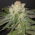 PRO bong (@probong420) Twitter profile photo PRO bong (@probong420) Twitter profile photo