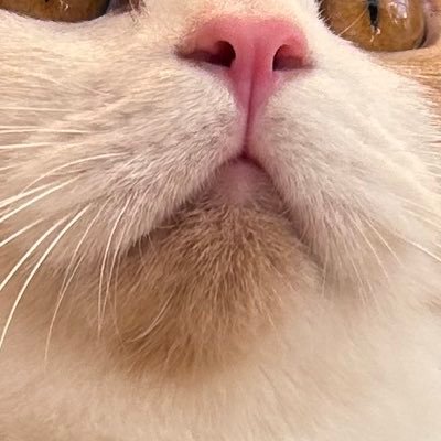 SHEさんのプロフィール画像