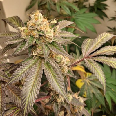 Lokidog4200's profile picture. 