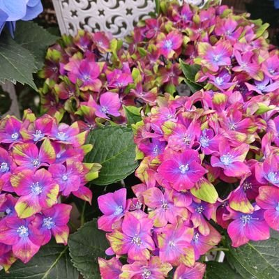 2024年悪性リンパ腫が分かり入院しています。花を見たり野を散歩したり
猫を愛するおばさんです
かつてカトウみぃ、カト
ウくろという親子を飼っていました😻
人生のテーマソングは玉置浩二さんの『田園』かわいいものが大好きティーカップ
Pola-R-CHP療法2025.7/24寛解しました