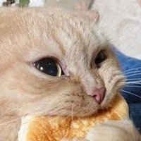 Maquinita traga panes🍞🍩🍪 (@maquinita_ice) 's Twitter Profile Photo Maquinita traga panes🍞🍩🍪 (@maquinita_ice) 's Twitter Profile Photo