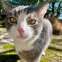 JJ the cat (@jjthehappycat) 's Twitter Profile Photo JJ the cat (@jjthehappycat) 's Twitter Profile Photo
