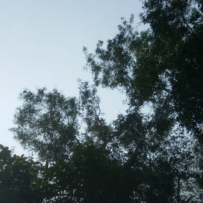 SushilRoy172914's profile picture. 