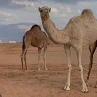 alsaidi2244 (@alsaidi2244) Twitter profile photo