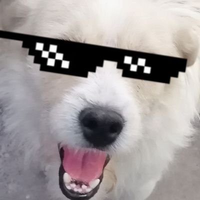 HINCHA DE LA U DE CHILE EN LAS BUENAS Y EN LAS MALAS SIEMPRE CON LA U, FANATICO DE NINTENDO Y AMO A MIS PERRITOS