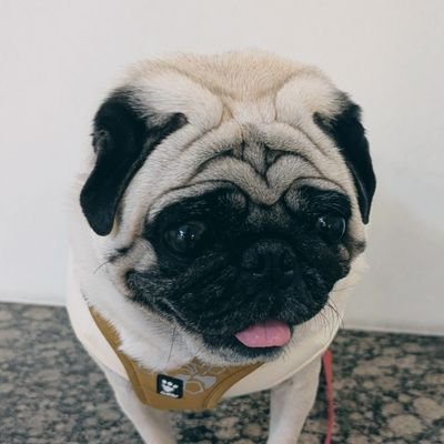👨🇯🇵》日常》Twitch》#ZETAWIN #FNCWIN #RCWIN #かなをWIN(旧 @shakekantv01)
🔑》@oisu01 🐶》@puglife117