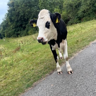 soma2oka's profile picture. ひかりに言われたからTwitterまたはじめます