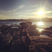 RODU (@rd_79_) 's Twitter Profile