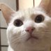 迷子猫捜索中。拡散希望(ひゅうま) (@hyuma_white) Twitter profile photo 迷子猫捜索中。拡散希望(ひゅうま) (@hyuma_white) Twitter profile photo