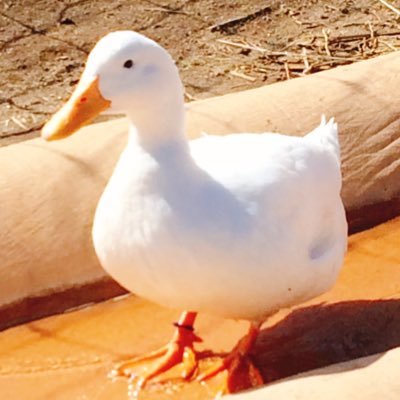 aria_shoko's profile picture. Kowan / サンクラ出戻り社会人 / ルサン👒🕒本命 / 語りとか字とか / 成人済 / 時差-16時間 / 🌊箱：https://t.co/Sz5PrzYXXP / 最近はここ→(AO3)https://t.co/dvZIYFq3CN