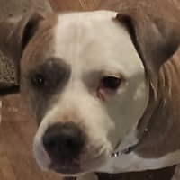David Gillam (@davidwgillam822) 's Twitter Profile