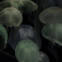 あい (@ai030408) 's Twitter Profile