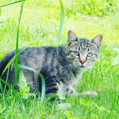 anemonekox's profile picture. 東野幸治、ハワイ、登山、キャンプ、よにの、子育て、星野源、オードリー(若)、そして、Mrs. GREEN APPLE🆕siip