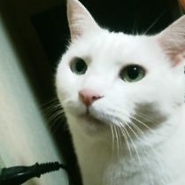 ガイア･S･Ｏ㌠(北海道魂ッ！！)さんのプロフィール画像