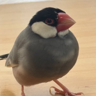 ノーミュージックノーブンチョウノーライフ🐧ブン♀(2020年1月〜2022年2月19日🌈)とポン太♂(2021年1月〜)に出会い文鳥ファーストの日々を送ってます✨🤟 🥳埼玉県/就職氷河期世代/ツイ主は♂