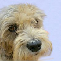 JP The Stray Dog (@jpthestraydog) 's Twitter Profile