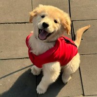 Geo (@georgehuangincd) 's Twitter Profile