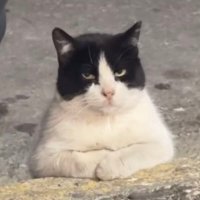 ⭐️ Liemon Pain (@kimiwing) 's Twitter Profile