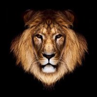 Aslanım35 (@aslan_m35) 's Twitter Profile