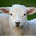 El Interrogativo=❔Soy 🐑 De Yeshua = Jesús (@elinterrogativo) Twitter profile photo El Interrogativo=❔Soy 🐑 De Yeshua = Jesús (@elinterrogativo) Twitter profile photo