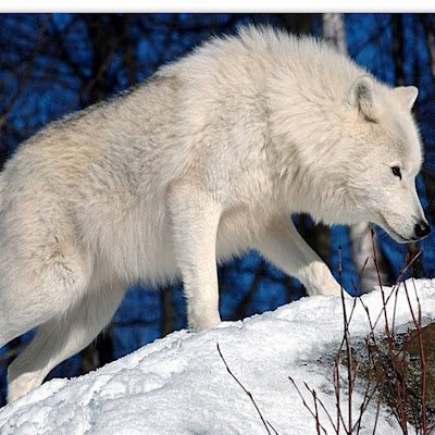 MDragulele22218's profile picture. 