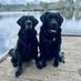 Olive & Jim Black Labs (@olive_blacklab) Twitter profile photo Olive & Jim Black Labs (@olive_blacklab) Twitter profile photo