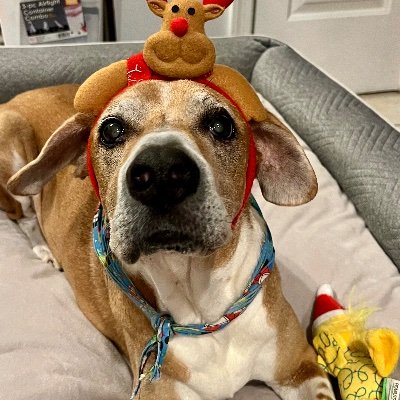 Normadbeliever's profile picture. mother,❤️ animals (🐶), respect people & their opinions. don't have too many followers & that's 👌🏻.I'm real though! #NotACoupButFraud #Bolivia. my 1st ❤️💛💚