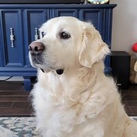 Texas Golden Retriever (@619jlp10803) 's Twitter Profile Photo Texas Golden Retriever (@619jlp10803) 's Twitter Profile Photo