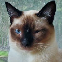 Graybak135 (@rigelwoodsr) 's Twitter Profile