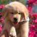PupOak (@oakpupper) Twitter profile photo PupOak (@oakpupper) Twitter profile photo