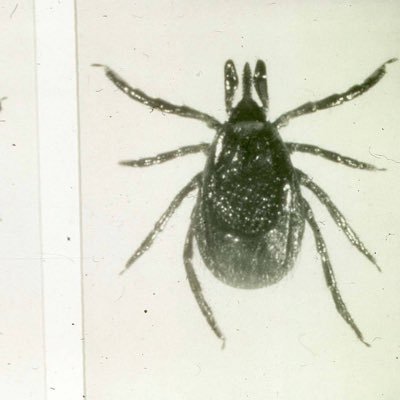 TruthCuresLyme's profile picture. Striking at the root of the Lyme Cryme until justice is achieved for all victims.