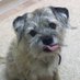 HeidiBT3 Lady caikey member of the house of woofs (@heidibt3) Twitter profile photo HeidiBT3 Lady caikey member of the house of woofs (@heidibt3) Twitter profile photo