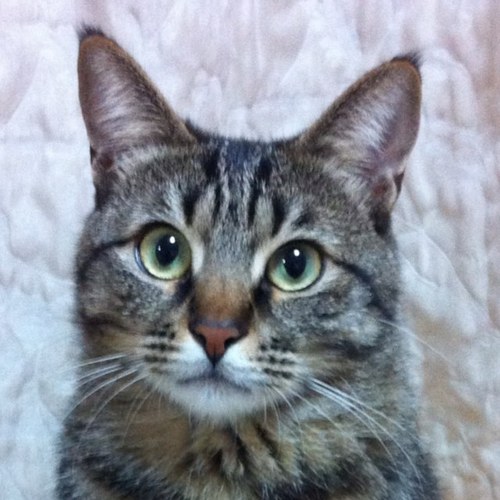 ひできち On Twitter 相模原事件 植松聖 ハンヨンイル 帰化