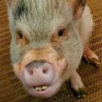 ILLDeclareAnimalsLPT (@idalpt) 's Twitter Profile