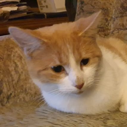 FelixlewenaufX's profile picture. Wissen ist eine Holschuld. Es ist überall.   https://t.co/C1iGjLr8NK - https://t.co/cBfZjgb0nU