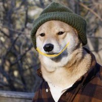 Feisty Rango (@cryptorango) 's Twitter Profile
