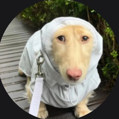 AndiSillyg95145's profile picture. 