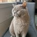 CatInvestor (@egmt8) Twitter profile photo CatInvestor (@egmt8) Twitter profile photo