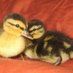 M. Mallard (@chipstac) Twitter profile photo M. Mallard (@chipstac) Twitter profile photo