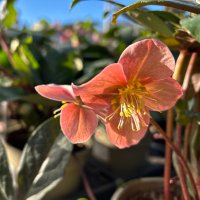 Josh (@joshhort) 's Twitter Profile Photo