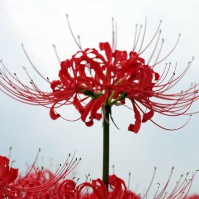 Azeroth_616's profile picture. 𓂀 𝒮𝓅𝓇ℯ𝒶𝒹 𝒯𝒽ℯ 𝒲ℴ𝓇𝒹．ℛℯ𝓂ℯ𝓂𝒷ℯ𝓇 𝒯𝒽ℯ 𝒩𝒶𝓂ℯ𓂀