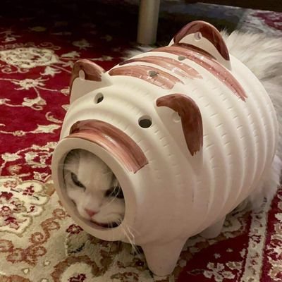 AcidNation1361's profile picture. just here watching this house of cards come tumbling down, tumbling down, tumbling down...

No Deals!